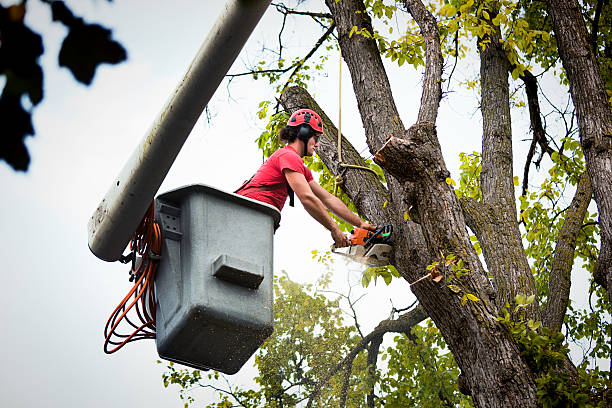 Best Root Management and Removal  in Walhalla, SC